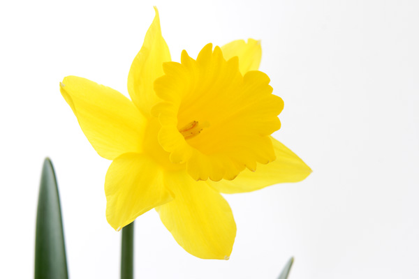 スイセンの花 素材　背景白　画像1　春のイメージ　無料写真素材フリー