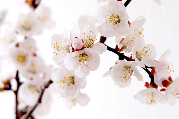 白梅　画像2　日本の花 イメージ 無料写真素材 フリー　壁紙　