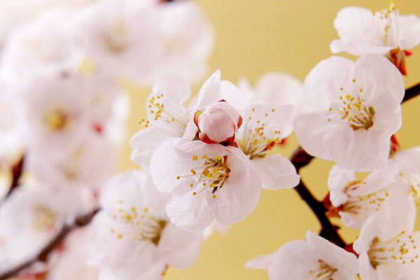 梅の花アップ　画像3　初春の花イメージ 花木 正月年賀状　無料写真素材　
