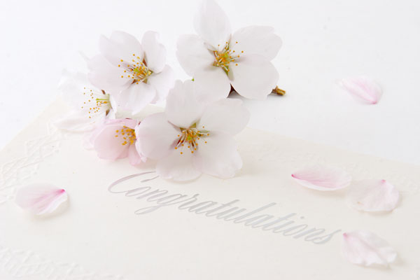 桜の花とメッセージカード　 フリー写真素材　無料写真素材　