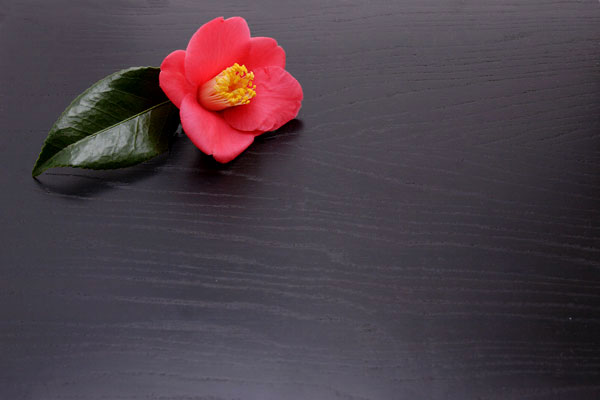 赤い椿の花　 画像1　黒バック　フリー写真素材