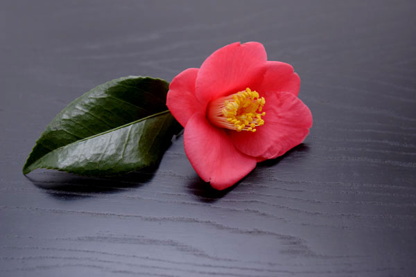 椿の花　 画像3　黒バック　無料写真素材
