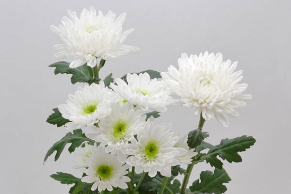白い菊の花　画像2　 無料写真素材　フリー写真素材