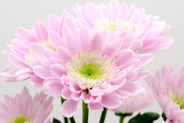 ピンクの菊の花 アップ　画像3　 無料写真素材　フリー写真素材
