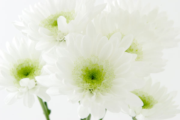 白菊の花 アップ　画像4　 無料写真素材　フリー写真素材