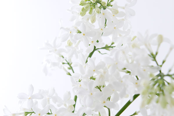 ライラックの花　白　画像　 無料写真素材　フリー写真素材