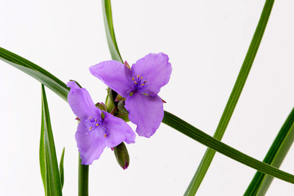 紫露草（インク花） 画像1　夏の花イメージ　花期6〜9月　無料写真素材 フリー　
