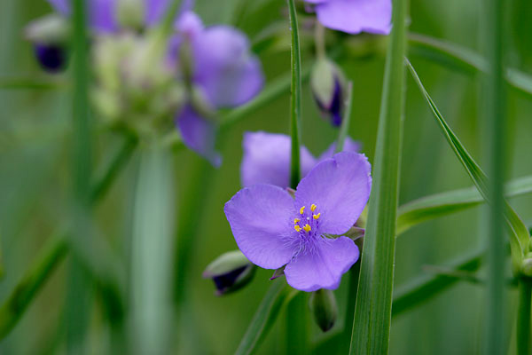 紫露草　 画像3　フリー写真素材　無料写真素材