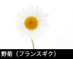 野菊（フランスギク）2