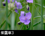 紫露草3
