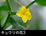 きゅうりの花3