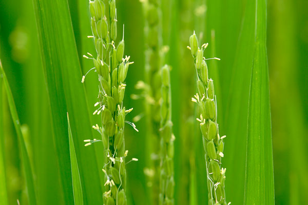 稲の花 画像 無料写真素材 フリー