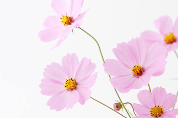 コスモスの花　画像2　秋の花　 フリー写真素材