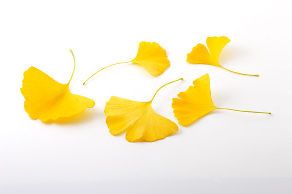 黄葉したイチョウの葉（切り抜き用）画像1　無料写真素材 フリー