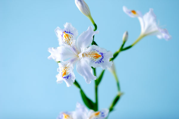 シャガ（胡蝶蘭）　花の素材　画像　無料写真素材　フリー写真素材