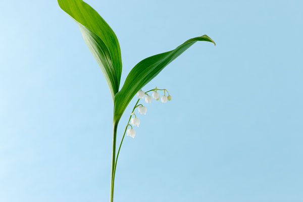 スズラン　画像　花の素材　無料写真素材　フリー写真素材 