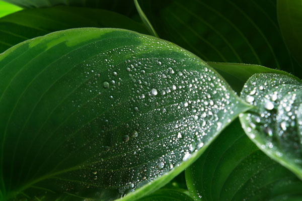 ギボウシ若葉と水滴　画像2　フリー写真素材　