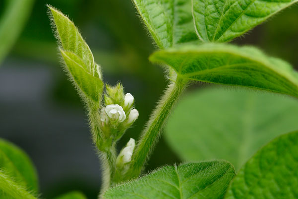 枝豆 大豆の花 画像 無料写真素材 フリー写真素材