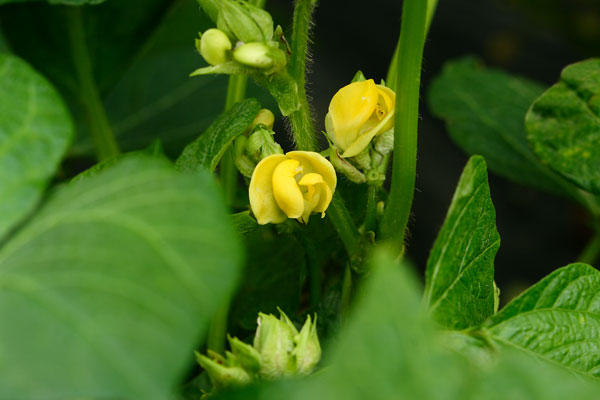小豆の花 画像 無料写真素材 フリー写真素材