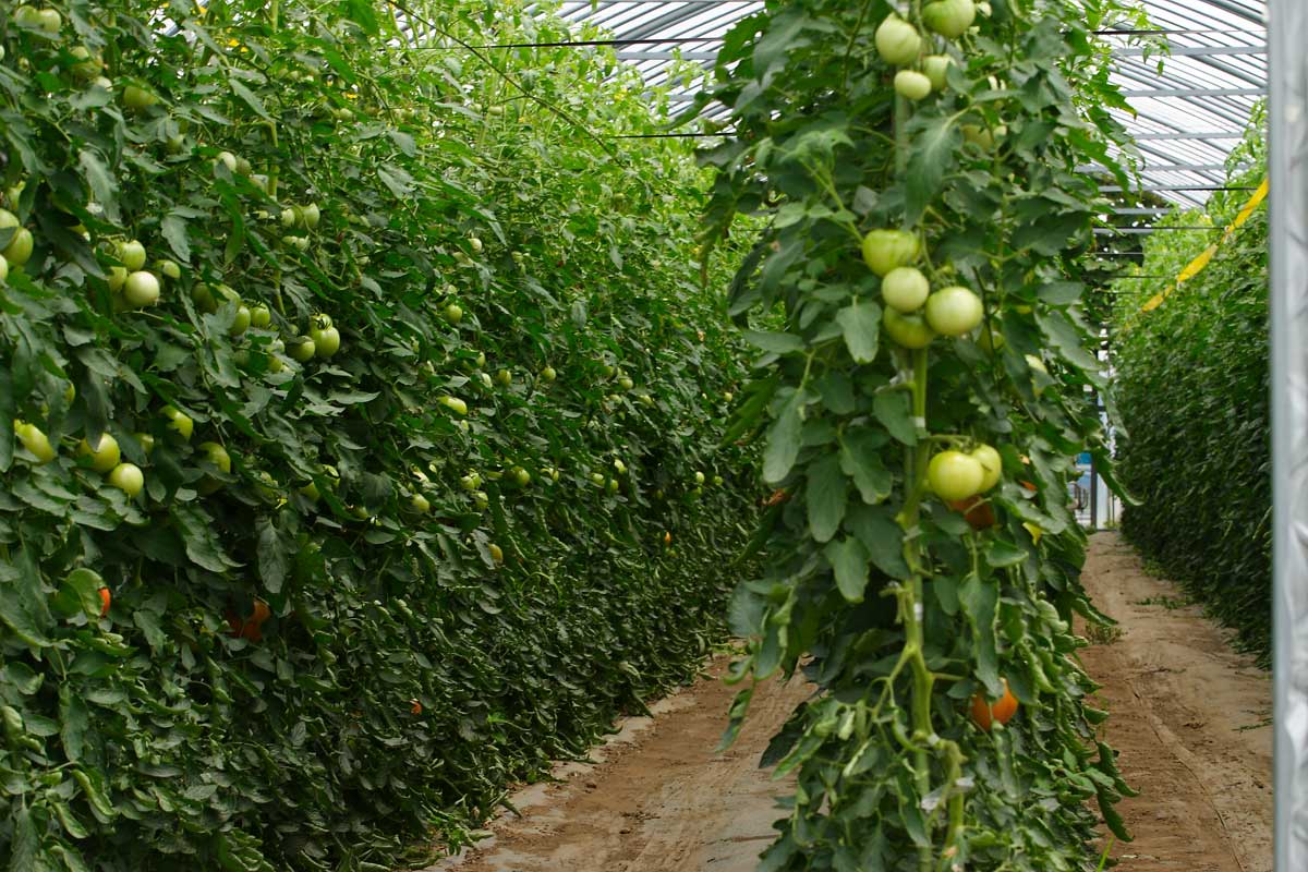 f59-2719　ビニールハウス内トマト栽培
