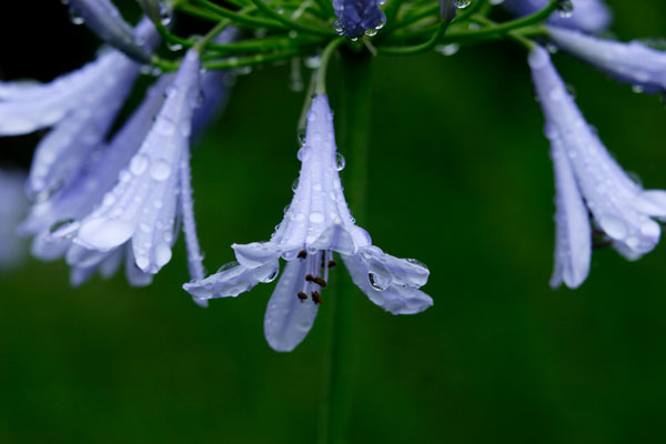 花と水滴　アガパンサス（ムラサキクンシラン）　夏の花　画像1　無料写真素材　