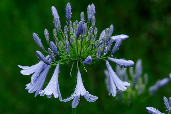 花と露　アガパンサス（ムラサキクンシラン）　夏の花　画像2　フリー写真素材　