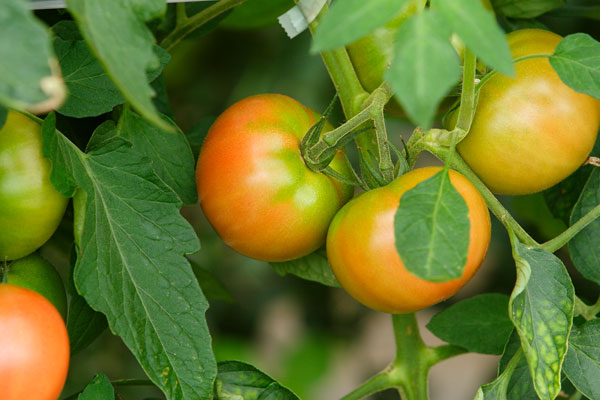 畑のトマト 画像 無料写真素材 フリー写真素材