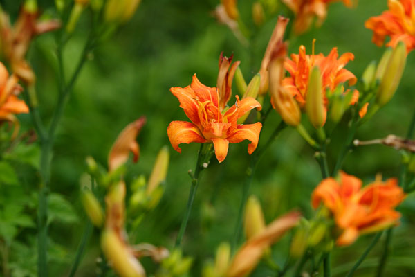 ヤブカンゾウ（ワスレグサ）夏の野草 オレンジ色 花のアップ 画像4 フリー写真素材