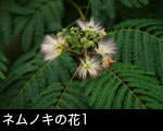 ネムノキの花1