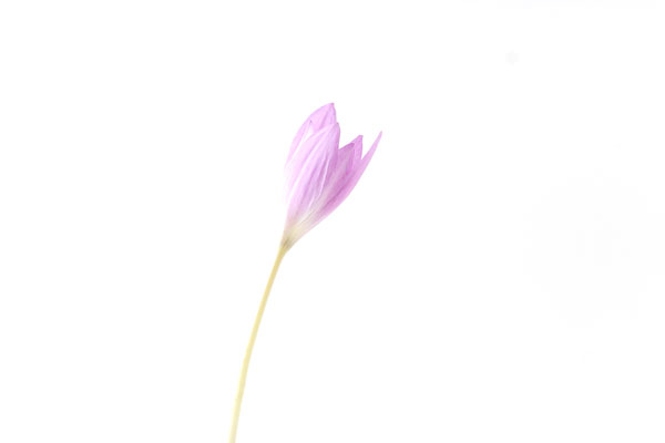 コルチカム（イヌサフラン）10月秋に咲く花　画像　無料写真素材　フリー写真素材