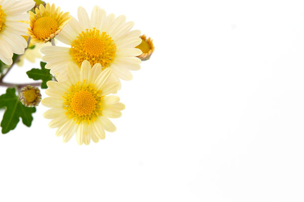黄色い小菊　画像2　背景白　無料写真素材