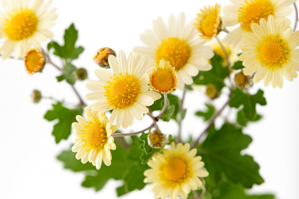 黄色い小菊（西洋菊）　画像4　フリー写真素材