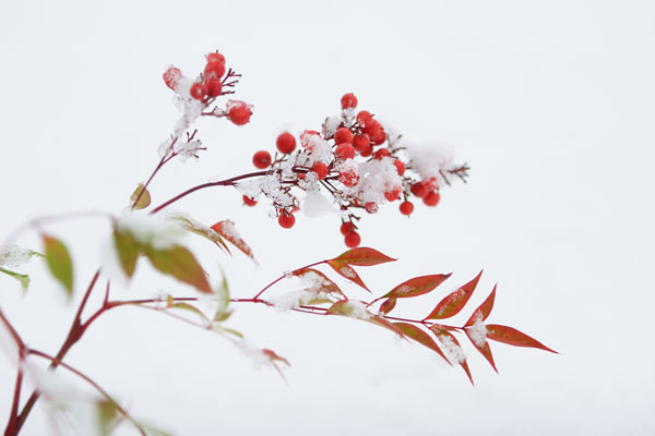 雪をかぶって凍り付いた南天の赤い実　冬　画像　無料写真素材　フリー写真素材