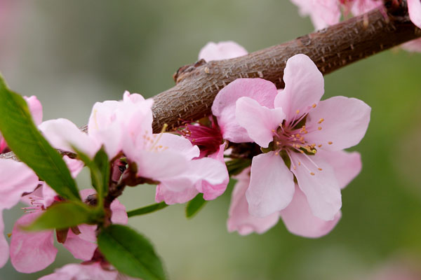 桃の花 画像2 無料写真素材　