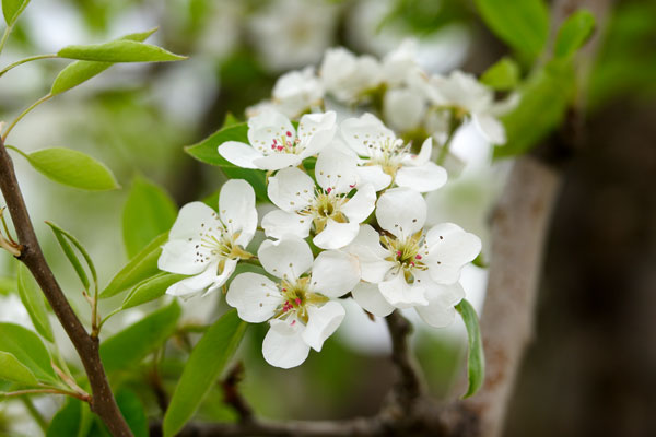 梨の花 画像 無料写真素材 フリー写真素材