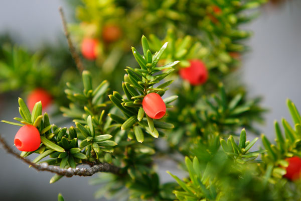 イチイ（オンコ）の木 果実 画像 針葉樹小さな赤い実 秋 無料写真素材 フリー