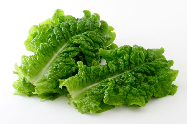 サンチュ 野菜 食材 画像2 フリー写真素材