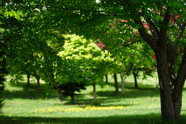 木立 新緑 公園 アウトフォーカス合成素材 画像4 フリー写真素材