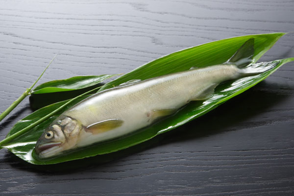 鮎 川魚 食材 画像 無料写真素材 フリー写真素材
