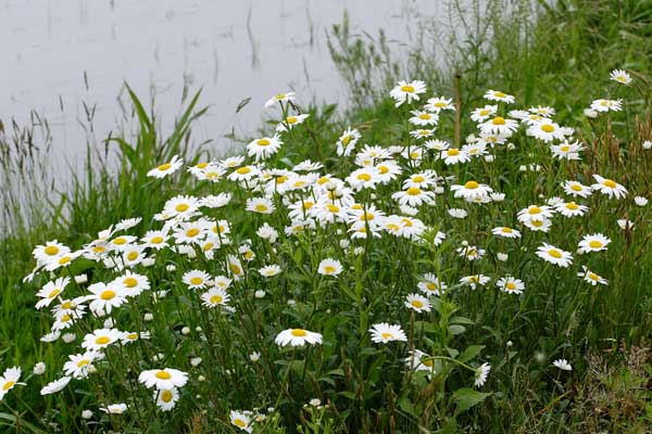 野に咲く白い菊 野菊（フランス菊）無料写真素材 フリー写真素材　