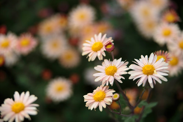 小菊（西洋菊） 画像3 ベージュ色 無料写真素材 「花ざかりの森」