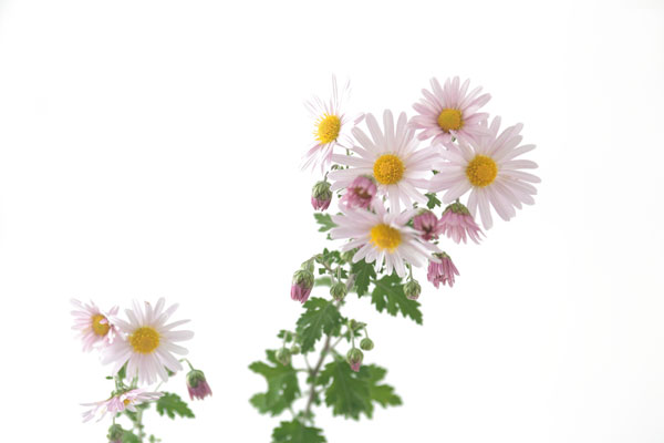 小菊（西洋菊） 画像4 ピンク色 白い背景 フリー写真素材