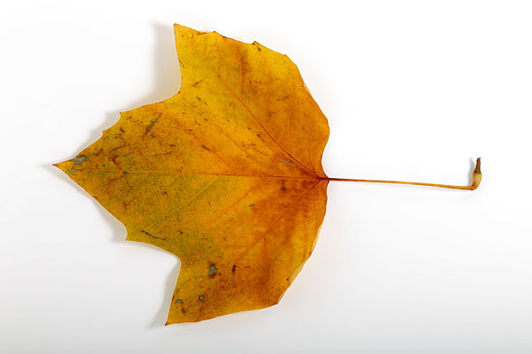 プラタナスの葉白バック切り抜き素材 紅葉 黄葉 画像 無料写真素材 「花ざかりの森」