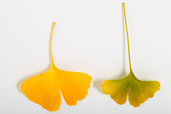 イチョウの葉 黄葉 切り抜き素材 画像 フリー写真素材 無料写真素材「花ざかりの森」
