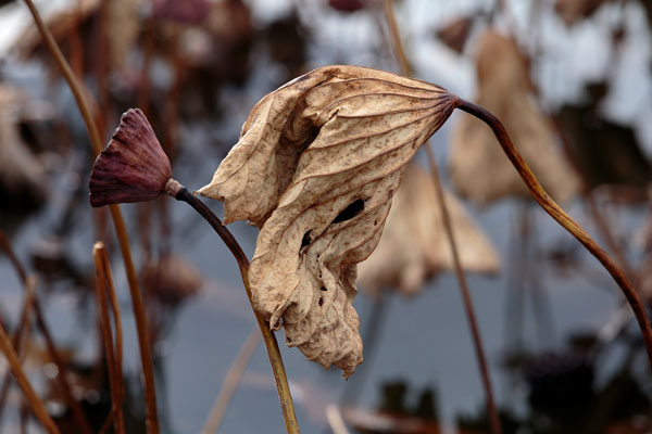 枯れた蓮の葉 画像 無料写真素材