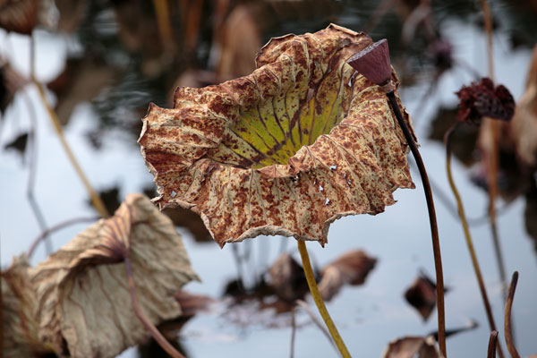枯れた蓮の葉と蓮の実 画像 フリー写真素材