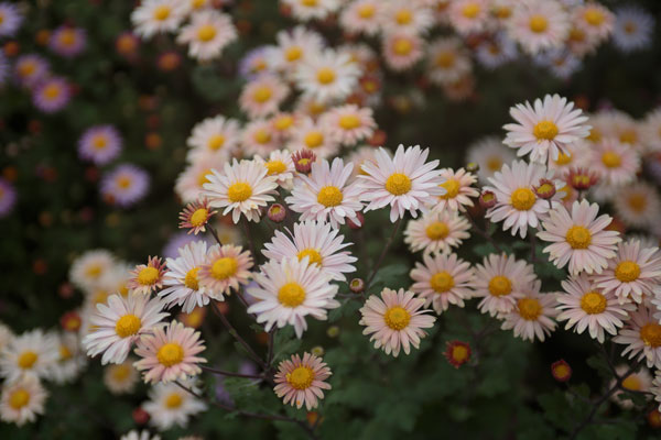 小菊（西洋菊） 画像5 ベージュ色 無料写真素材 「花ざかりの森」