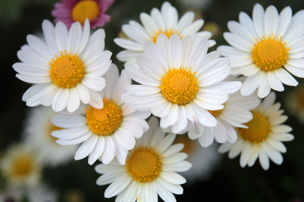 小菊（西洋菊） 画像9 白色 無料写真素材 「花ざかりの森」　
