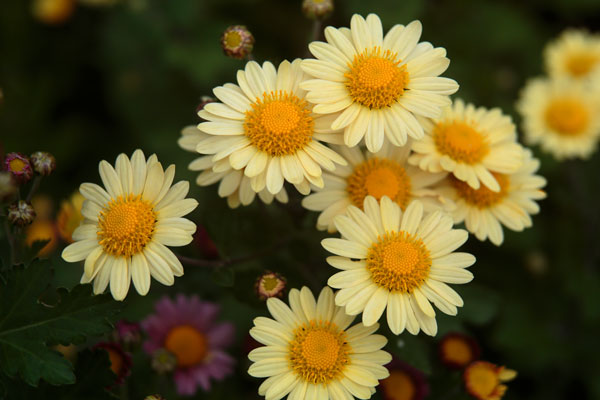 小菊（西洋菊） 画像15 黄色　無料写真素材 「花ざかりの森」　