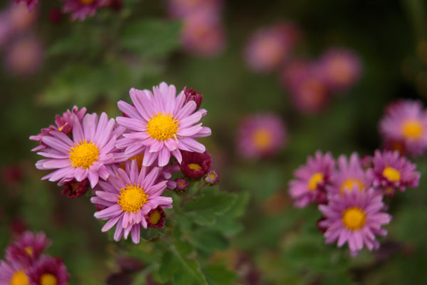 小菊（西洋菊） 画像19 紫色　無料写真素材 「花ざかりの森」